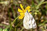Cabbage White Butterfly 2023